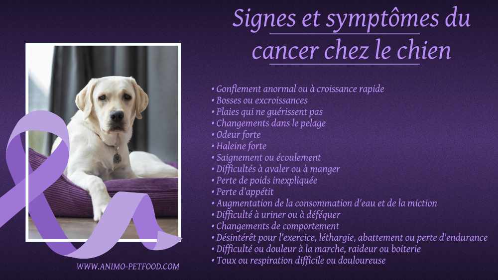 signes-et-symptomes-du-cancer-chez-le-chien